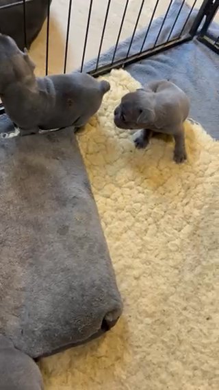 Frenchies For Sale in Birmingham