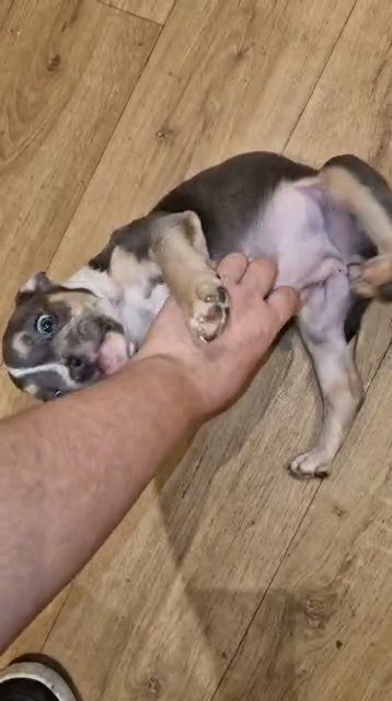 pocket bully x frenchie in Tunbridge Wells