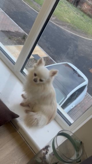 Chihuahua in Kingston upon Hull