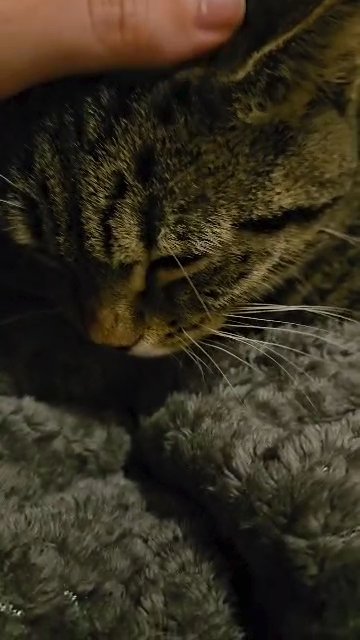 male tabby in Kent