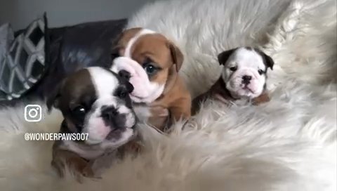 Quality Bulldog Babies Available 16th march in Derby