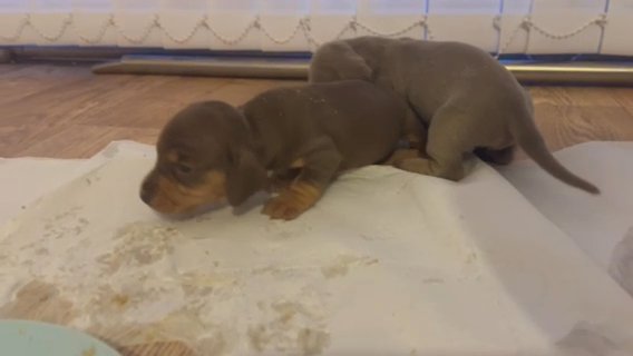 Miniature Dachshunds in Birmingham
