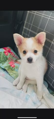 Pom Puppy For Sale in Manchester