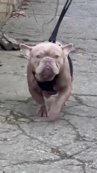 Fawn Isabella French Bulldog Stud in Bradford
