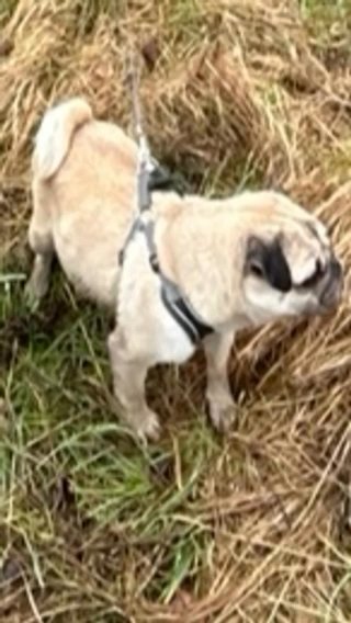 Pug For Sale in Leicester