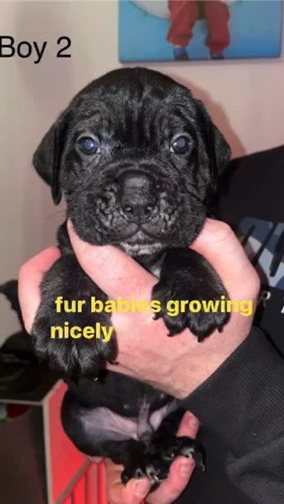 1 Cane Corso Puppies in Nottingham