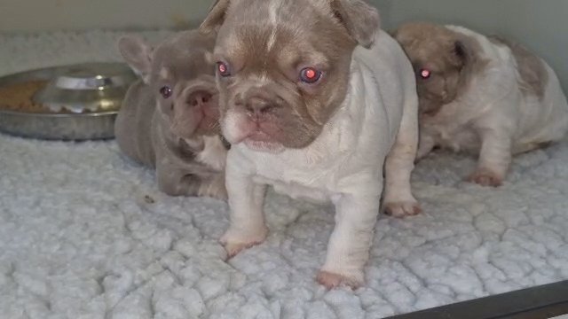 French Bulldogs fluffy newahades in Eastbourne