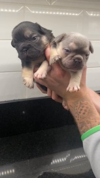 Visual Fluffy Big Rope French Bulldogs in Harlow
