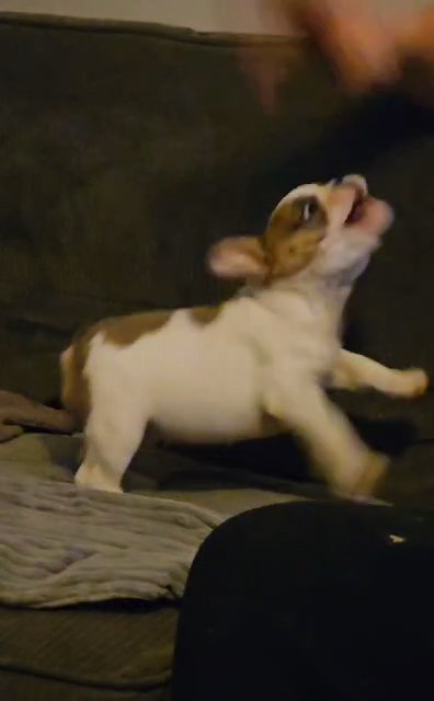 Gorgeous KC Reg French Bulldog Pup in Lincoln