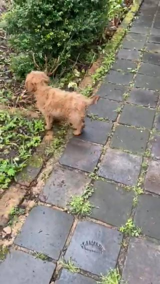 Cavapoo Boy in Sefton