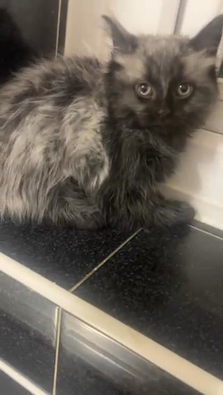 Kitten in Nottingham