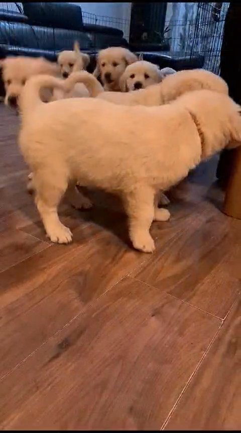 Golden Retriever in Manchester