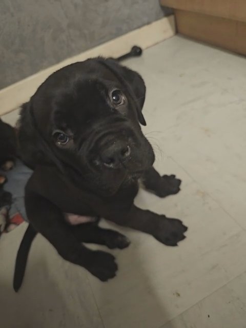 Male Cane Corso in South Holland