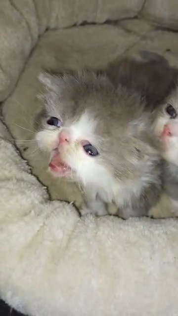 pedigree kittens in Cardiff