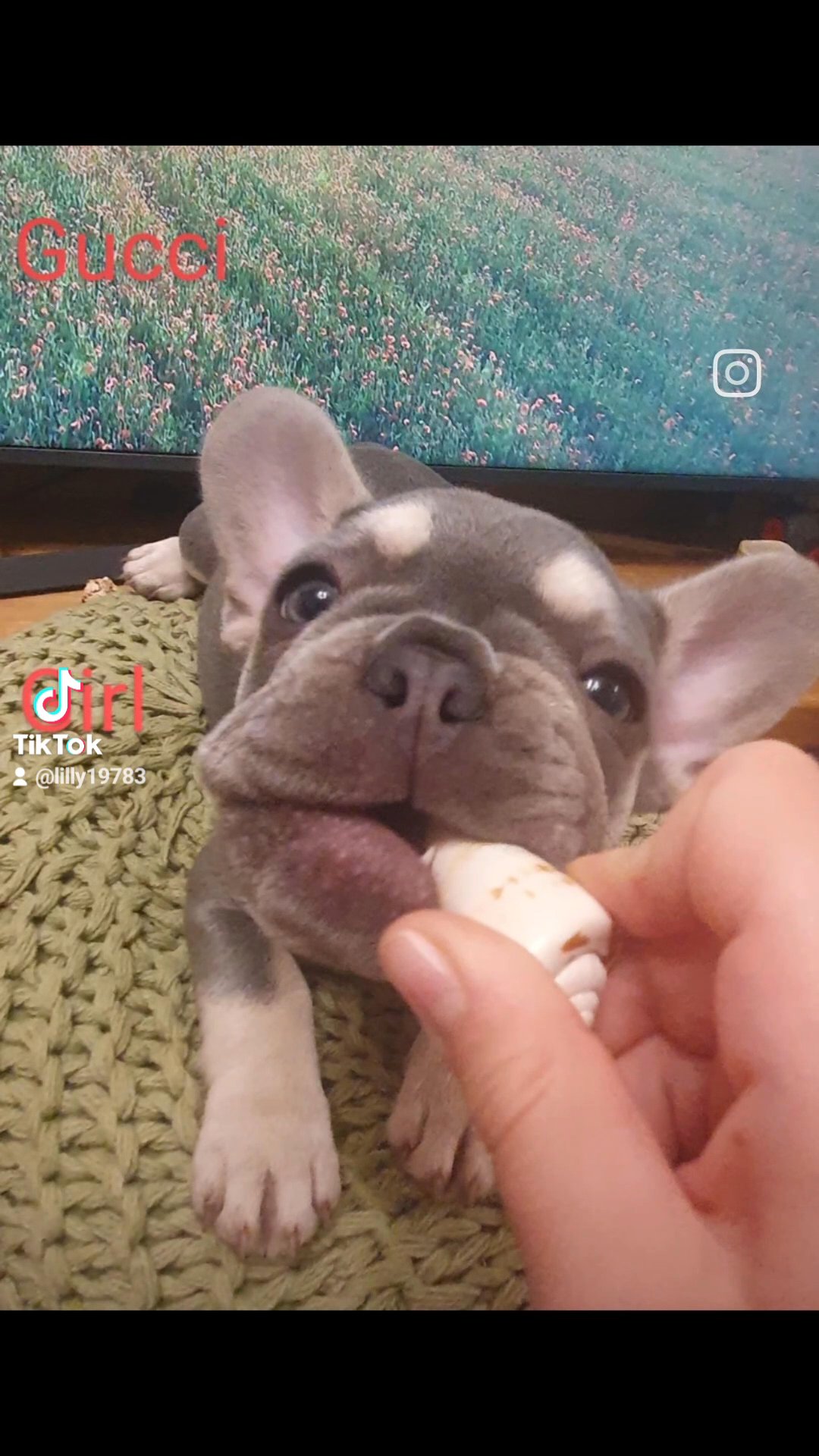 reduce french bulldog in Wolverhampton