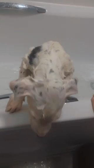 Mally x Saluki Puppy in Darlington