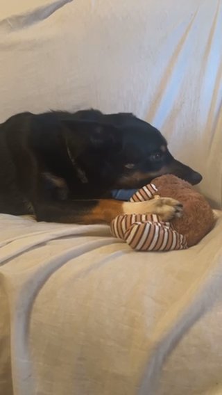 Border Collie Looking For Home in Tameside