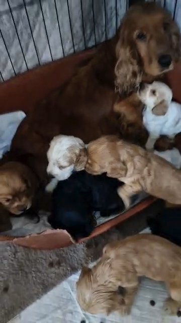 cocker spaniel pups in Manchester