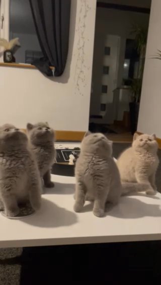 Show Quilty British Short Hair Kittens in Norwich