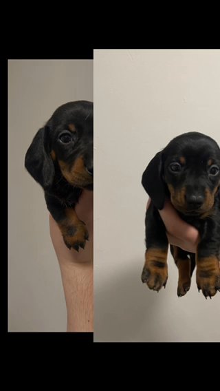 Mini Dachshunds in Liverpool