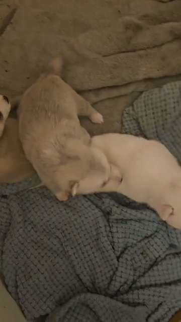 **only 2 left** Pure breed siberian huskies in Walsall
