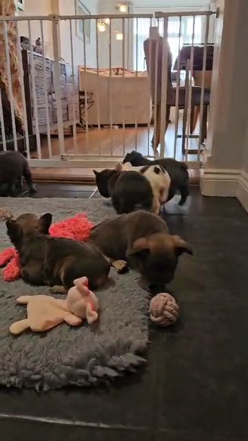 fluffy frenchbulldog puppies in Peterborough