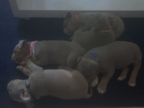Micro Exotic Bully Pups in Manchester