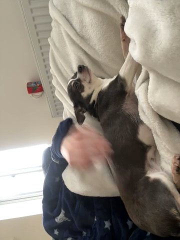 Pedigree Chihuahua in Kingston upon Hull
