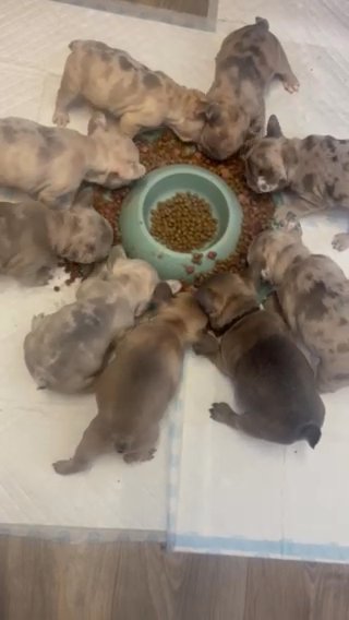 *REDUCED* Merle French Bulldogs Ready Now in Kingston upon Hull