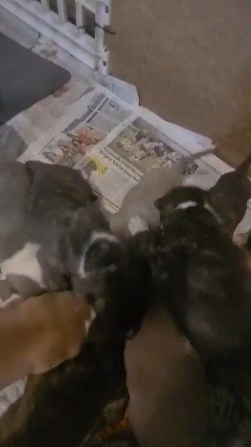 Staffy pups in Nottingham