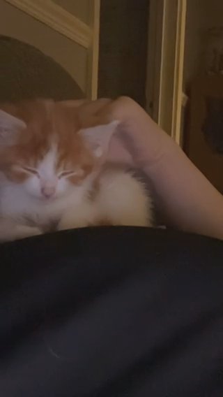 10 Week old Kitten in Birmingham