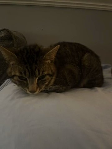 Cat in Birmingham