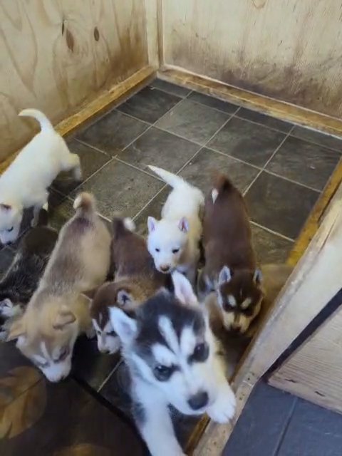 Siberian Husky puppies last females message me for best price ready today in Manchester