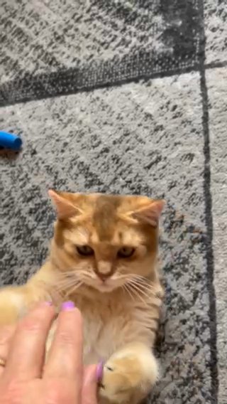Roberto-last boy BSH golden rare colour for sale in Huntingdonshire