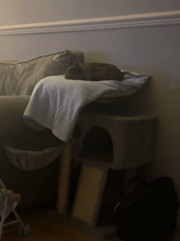 Cat Bed in Birmingham