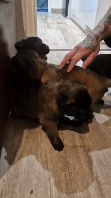 KC REGISTERED BELGIAN MALINOIS PUPPIES in West Norfolk