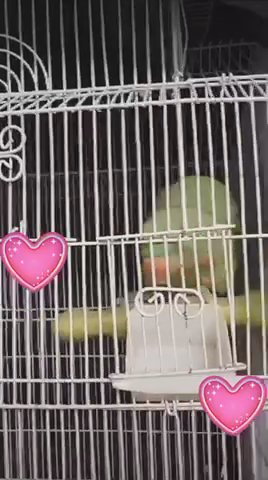 alexandrine parakeet Parrot in Birmingham