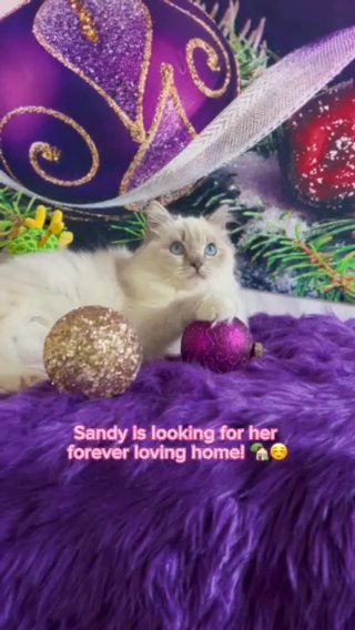 Ready To Go Home - PearlDolls Sandy in Kent