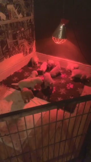 Labrador Pups in Blackburn