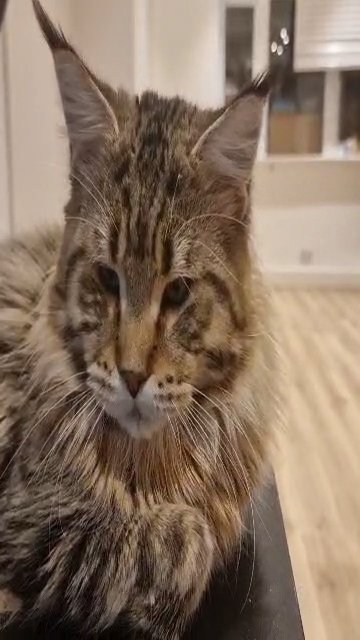Maine Coon Male Active in London