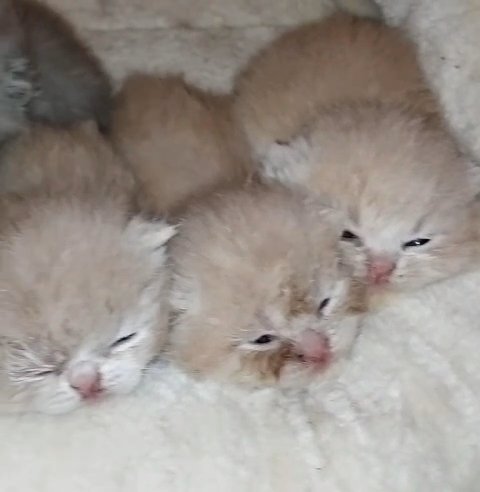 Beautiful British Shorthair+Exotic Short hair in Cardiff