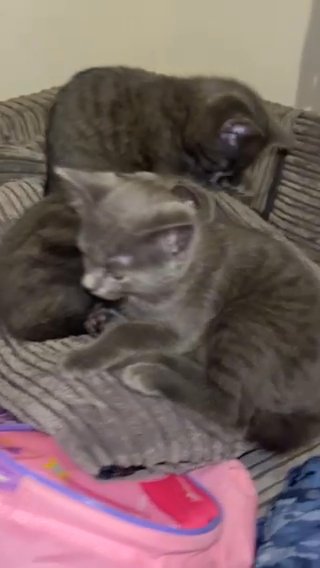 Kittens in Nottingham