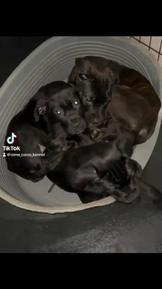 ICCF Cane Corso Female Pups in Manchester