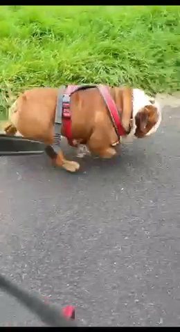 Female English Bulldog Red/white in Manchester