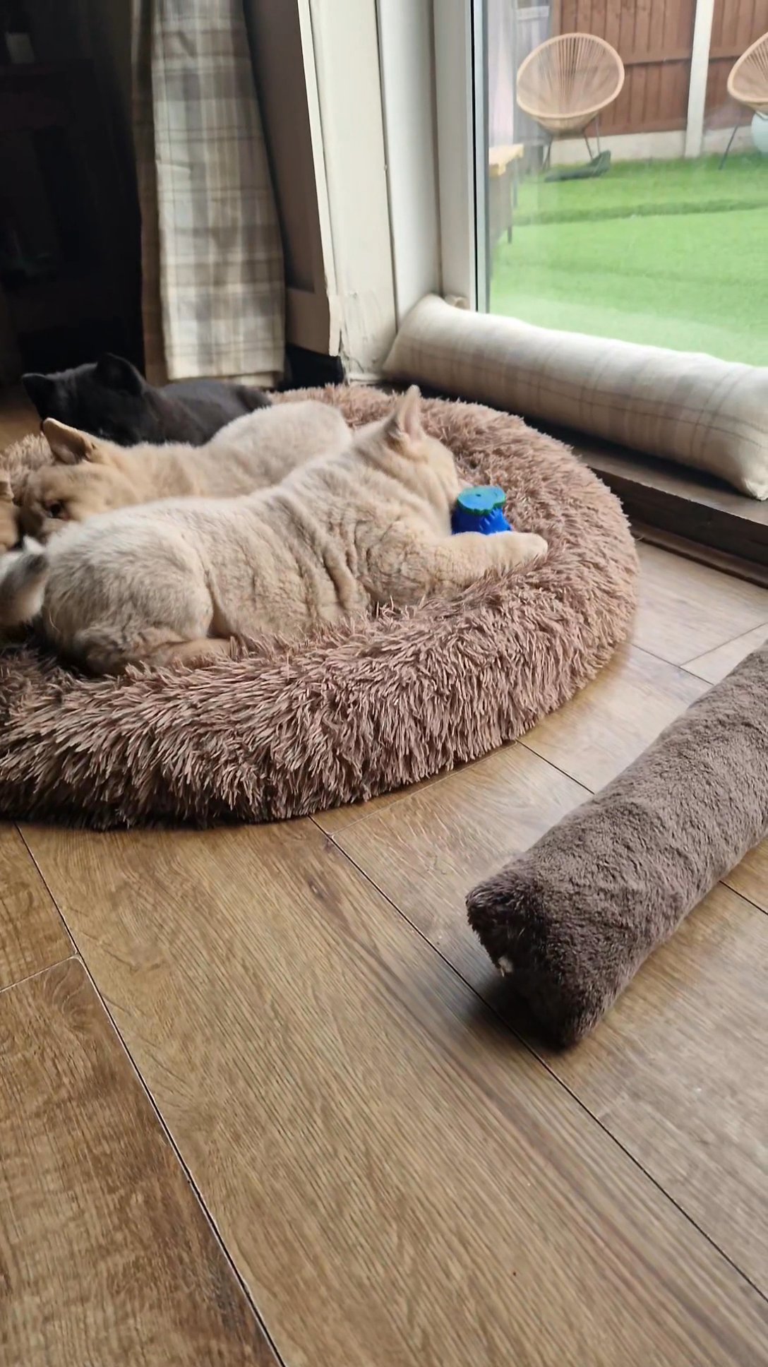 quality chow chow smooth coat babies in Birmingham