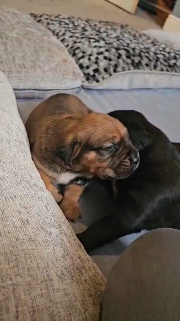 STUNNING CANE CORSO PUPS in South Holland