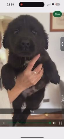 Chow Chow X Spaniel in Stevenage