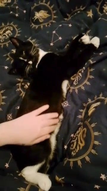male kitten in Nuneaton & Bedworth