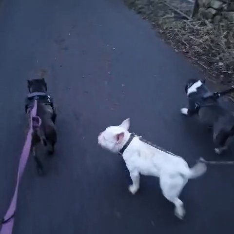 platinum micro female bully in Bradford