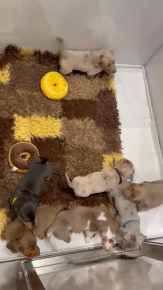 Miniature Dachshund Puppies❤️? in Worcester